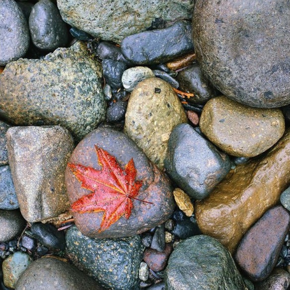 rocks leaf